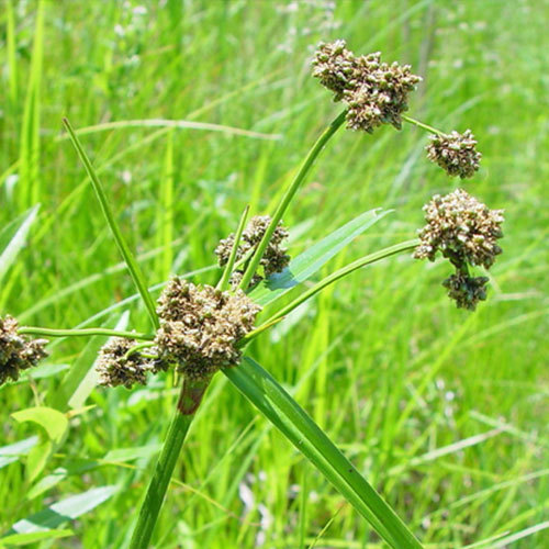 Scirpus microcarpus, Small Flowered Bullrush
