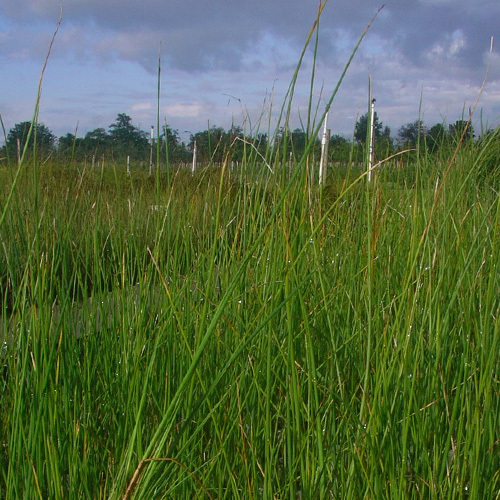 Scirpus lacustris validus (Schoenoplectus tabernaemontani), Soft-Stemmed Bullrush