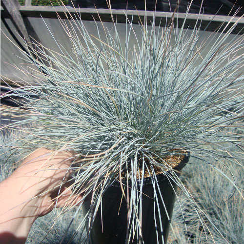 Festuca ovina &#39;Elijah Blue&#39;, Elijah Blue Fescue