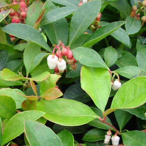 Gaultheria procumbens, Wintergreen