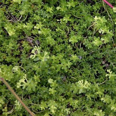 Sedum album &#39;Chloroticum&#39;, Chloroticum Stonecrop