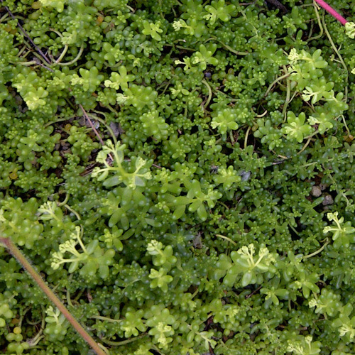 Sedum album &#39;Chloroticum&#39;, Chloroticum Stonecrop