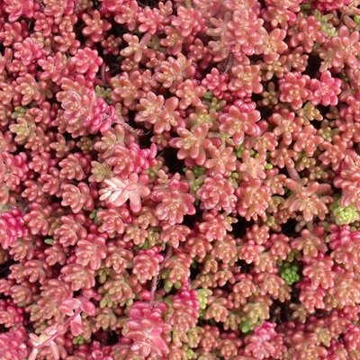 Sedum album &#39;Murale&#39;, Murale Stonecrop