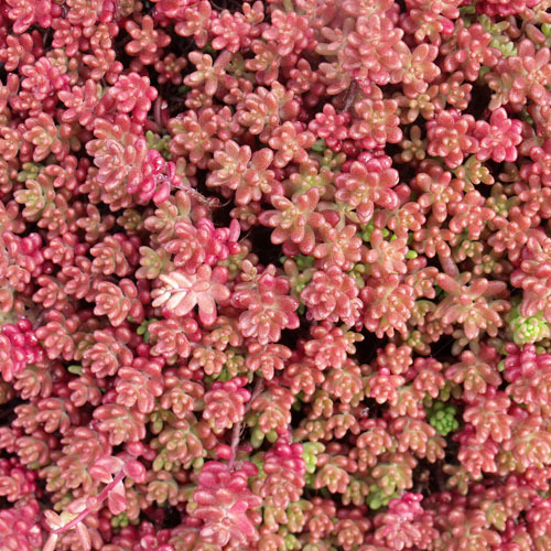 Sedum album &#39;Murale&#39;, Murale Stonecrop