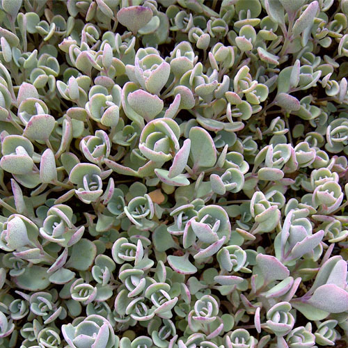 Sedum cauticola , Cauticola Stonecrop