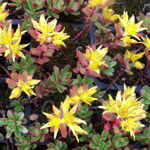 Sedum floriferum &#39;Weihenstephaner Gold&#39;, Weihenstephaner Gold Stonecrop
