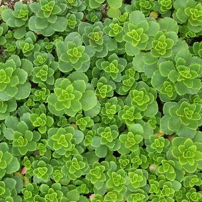 Sedum hybridum &#39;Immergrunchen&#39;, Immergrunchen Stonecrop
