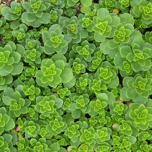 Sedum hybridum &#39;Immergrunchen&#39;, Immergrunchen Stonecrop