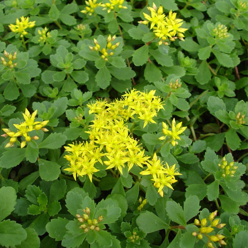 Sedum kamschaticum, Green Stonecrop