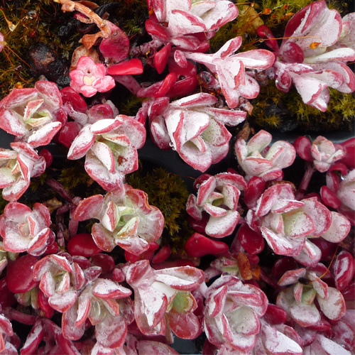 Sedum purpureum &#39;Autumn Joy&#39;, Purple Stonecrop