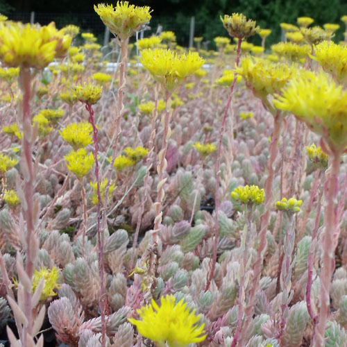 Sedum reflexum, Reflexum Stonecrop
