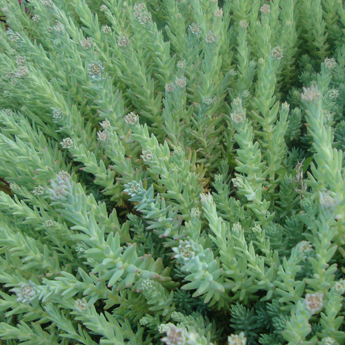 Sedum reflexum Blue Spruce, Blue Spruce Stonecrop