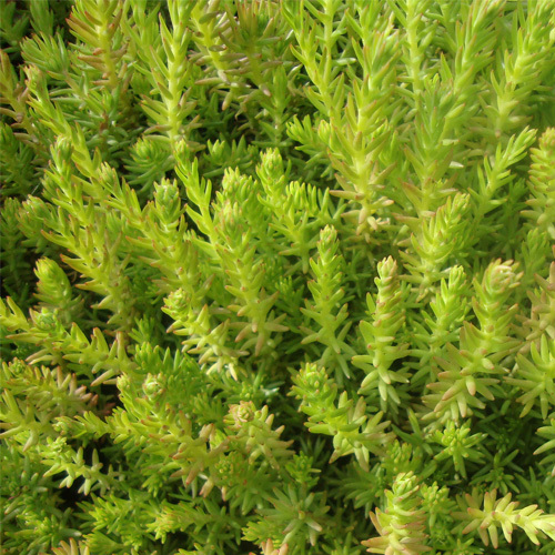 Sedum reflexum Green Spruce, Green Spruce Stonecrop