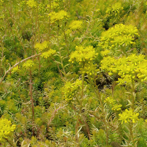 Sedum rupestre Angelina , Angelina Stonecrop