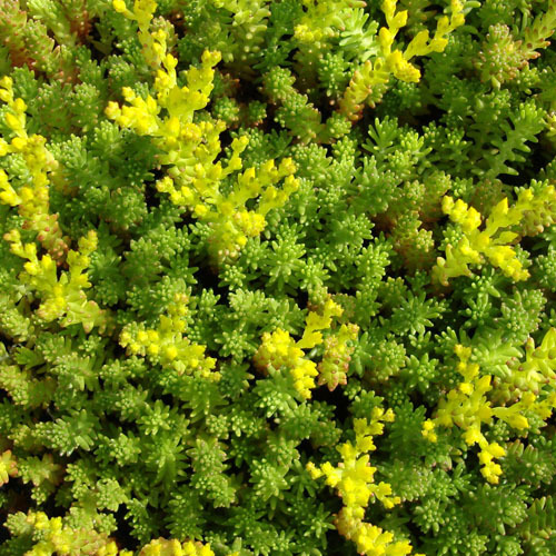 Sedum sexangulare, Tasteless Stonecrop