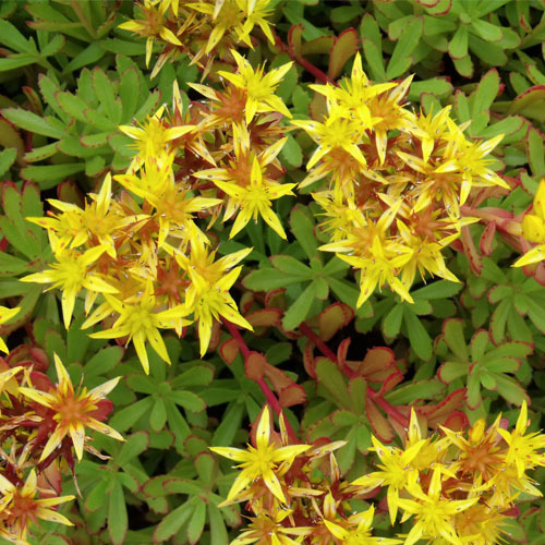 Sedum sichotense, Sichotense Stonecrop