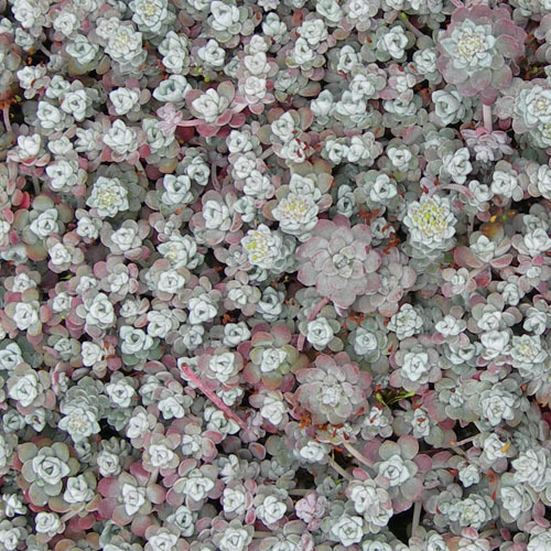 Sedum spathulifolium &#39;Cape Blanco&#39;, Cape Blanco Stonecrop