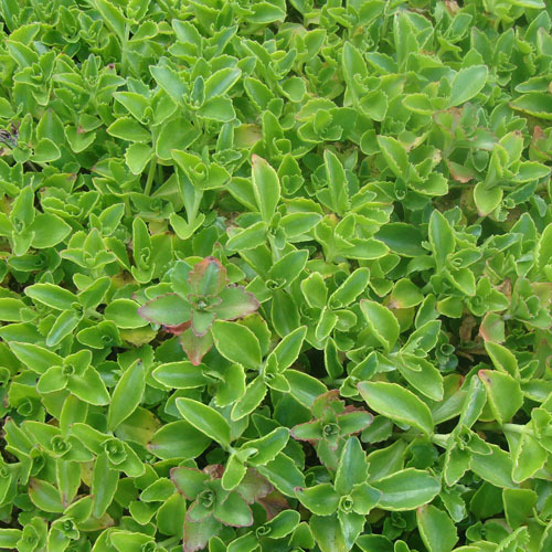 Sedum spurium &#39;Album Superbum&#39;,
