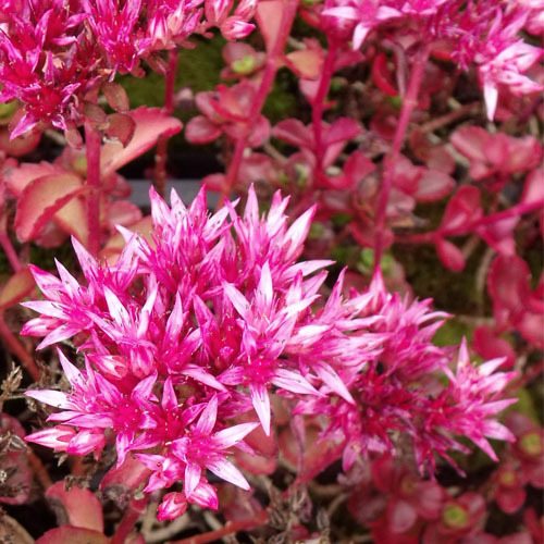 Sedum spurium &#39;Fuldaglut&#39;, Fuldaglut Stonecrop