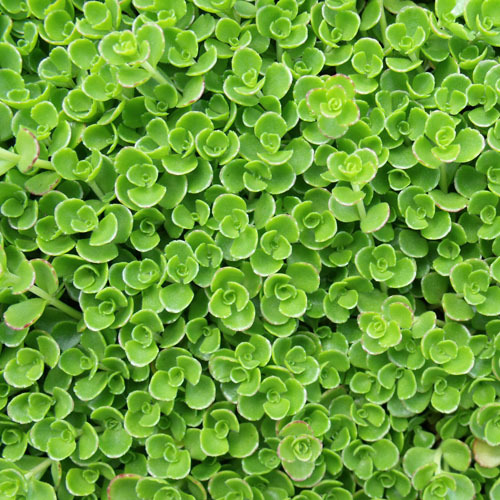Sedum spurium &#39;Royal Pink&#39;, Royal Pink Stonecrop
