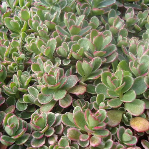 Sedum spurium &#39;Tricolor&#39;, Tricolor Stonecrop