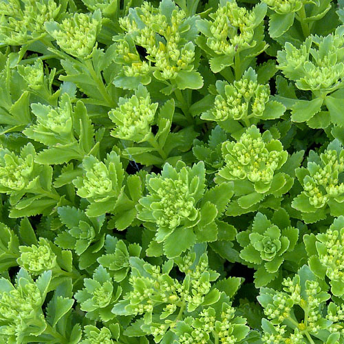 Sedum takesimense &#39;Gold Carpet&#39;, Gold Carpet Stonecrop