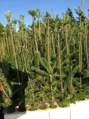 Abies balsamea var. phanerolepis, Canaan Fir