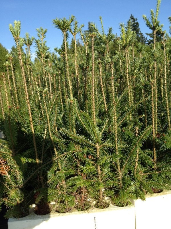 Abies balsamea var. phanerolepis, Canaan Fir