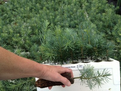 Abies concolor, White Fir