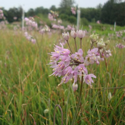 Allium cernuum, Nodding Onion
