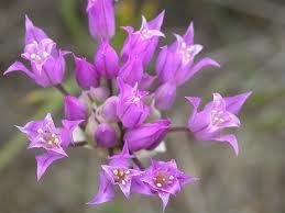 Allium acuminatum, Hooker&#39;s Onion