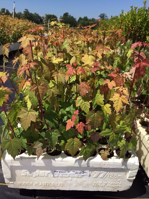 Acer glabrum, Douglas Maple