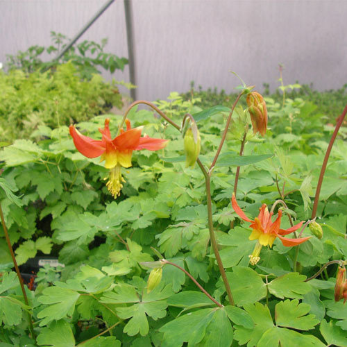 Aquilegia formosa, Red Columbine