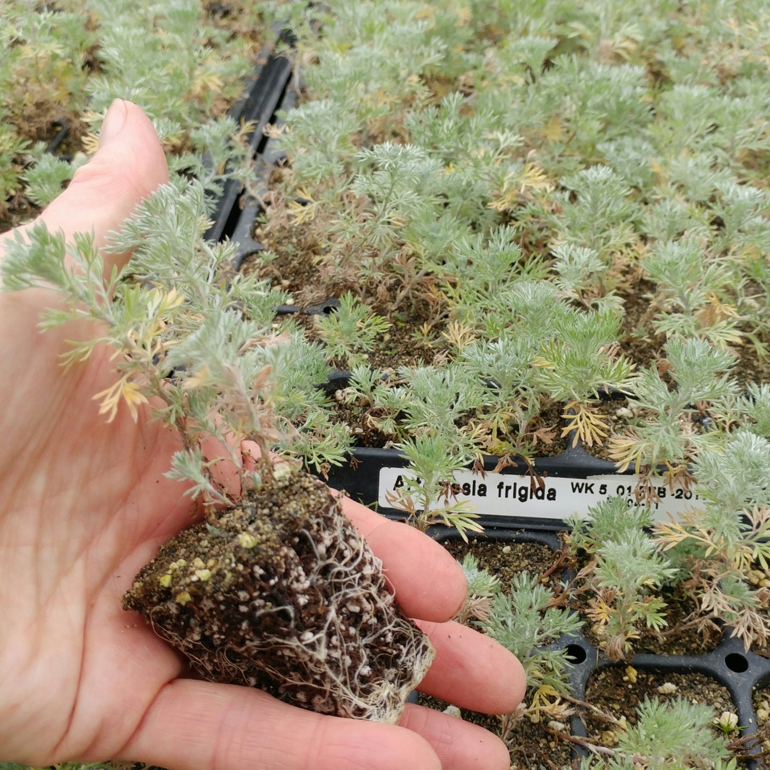 Artemesia frigida, Pasture Sage