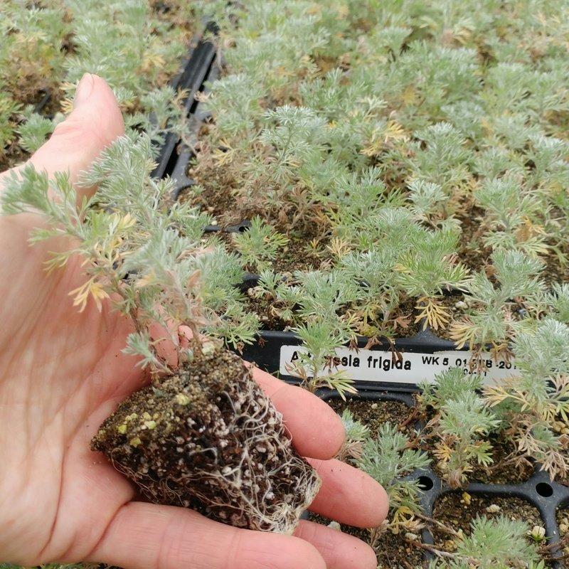 Artemesia frigida, Pasture Sage