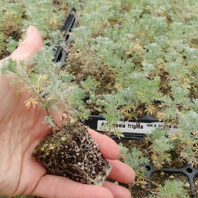 Artemesia frigida, Pasture Sage