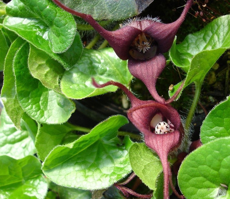 Asarum caudatum, Wild Ginger