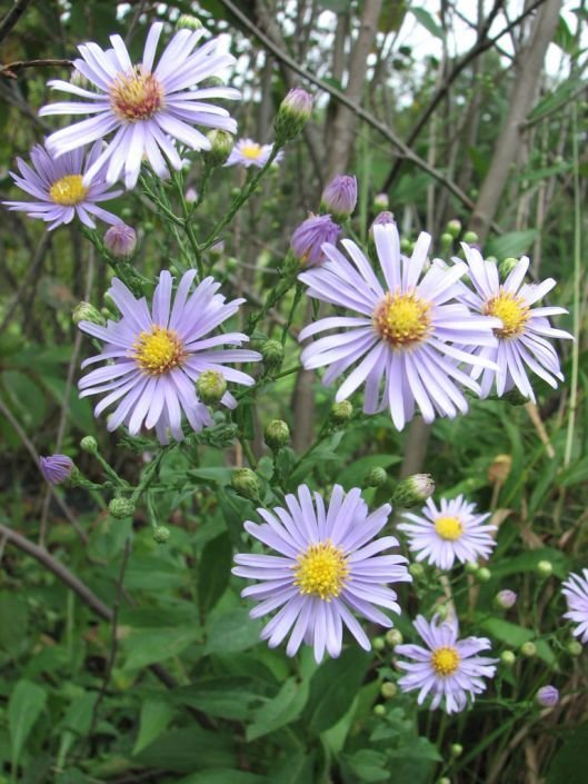 Aster laevis, Smooth Blue Aster