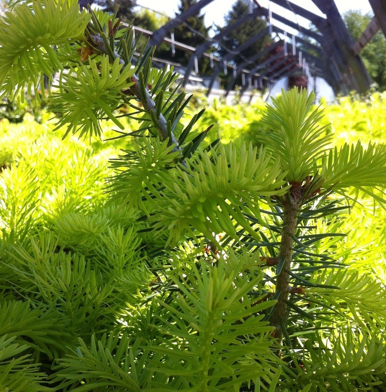 Abies nordmanniana, Nordmann Fir