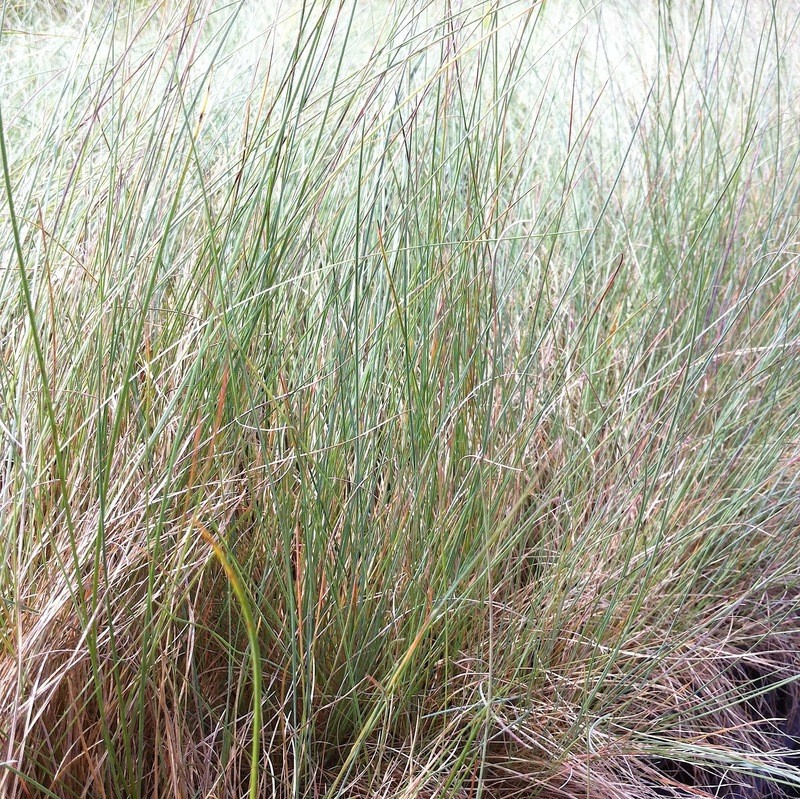Festuca roemeri, Roemer&#39;s Fescue