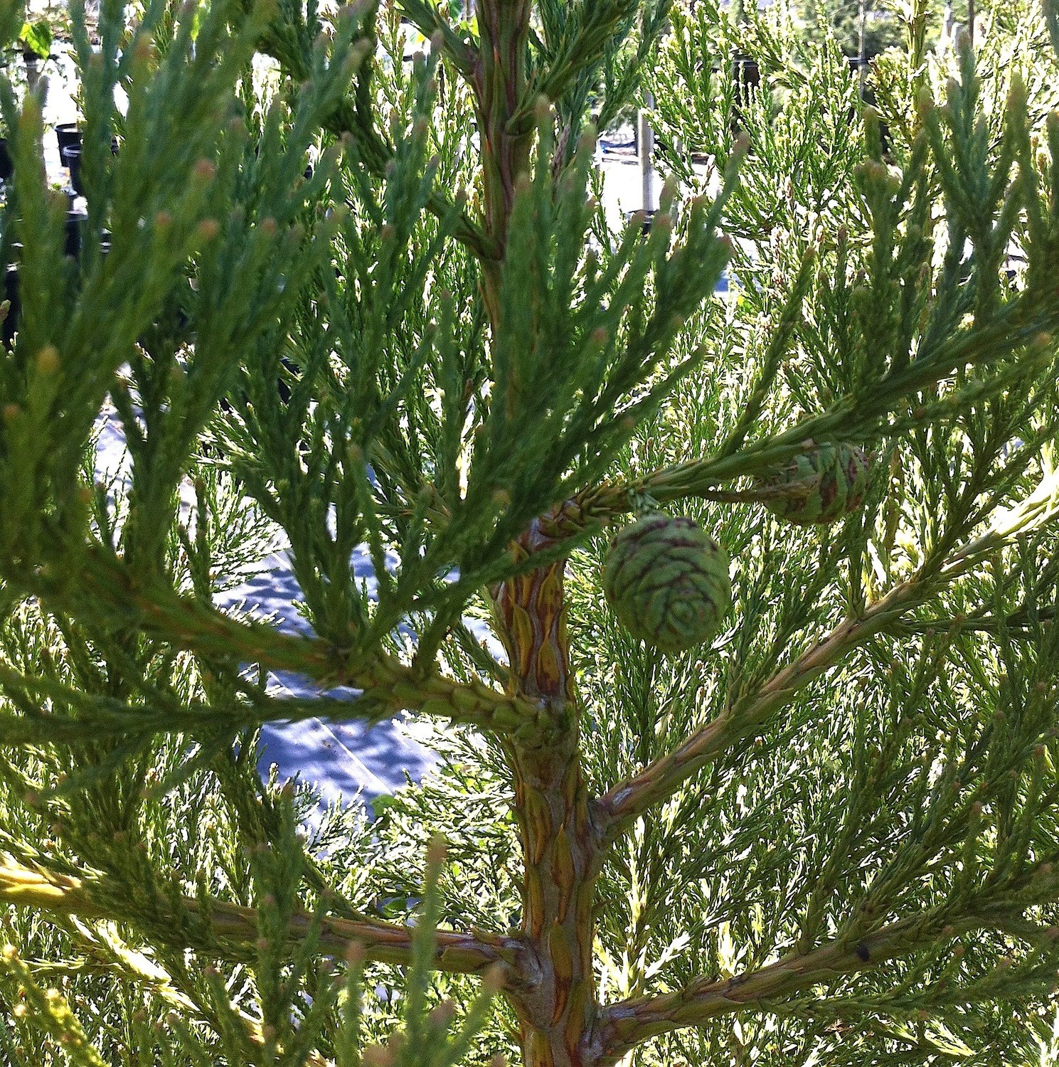 Sequoiadendron giganteum, Giant Sequoia