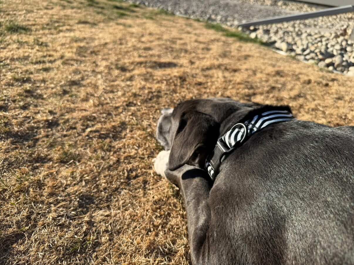 BW DATAGRAMA Pet Leash &amp; Collar Set