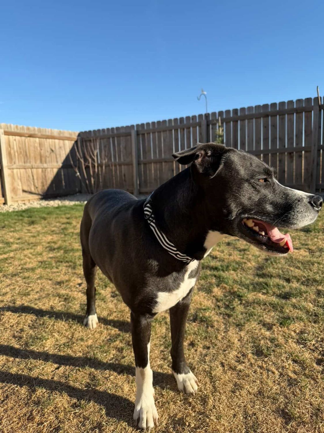 BW DATAGRAMA Pet Leash &amp; Collar Set