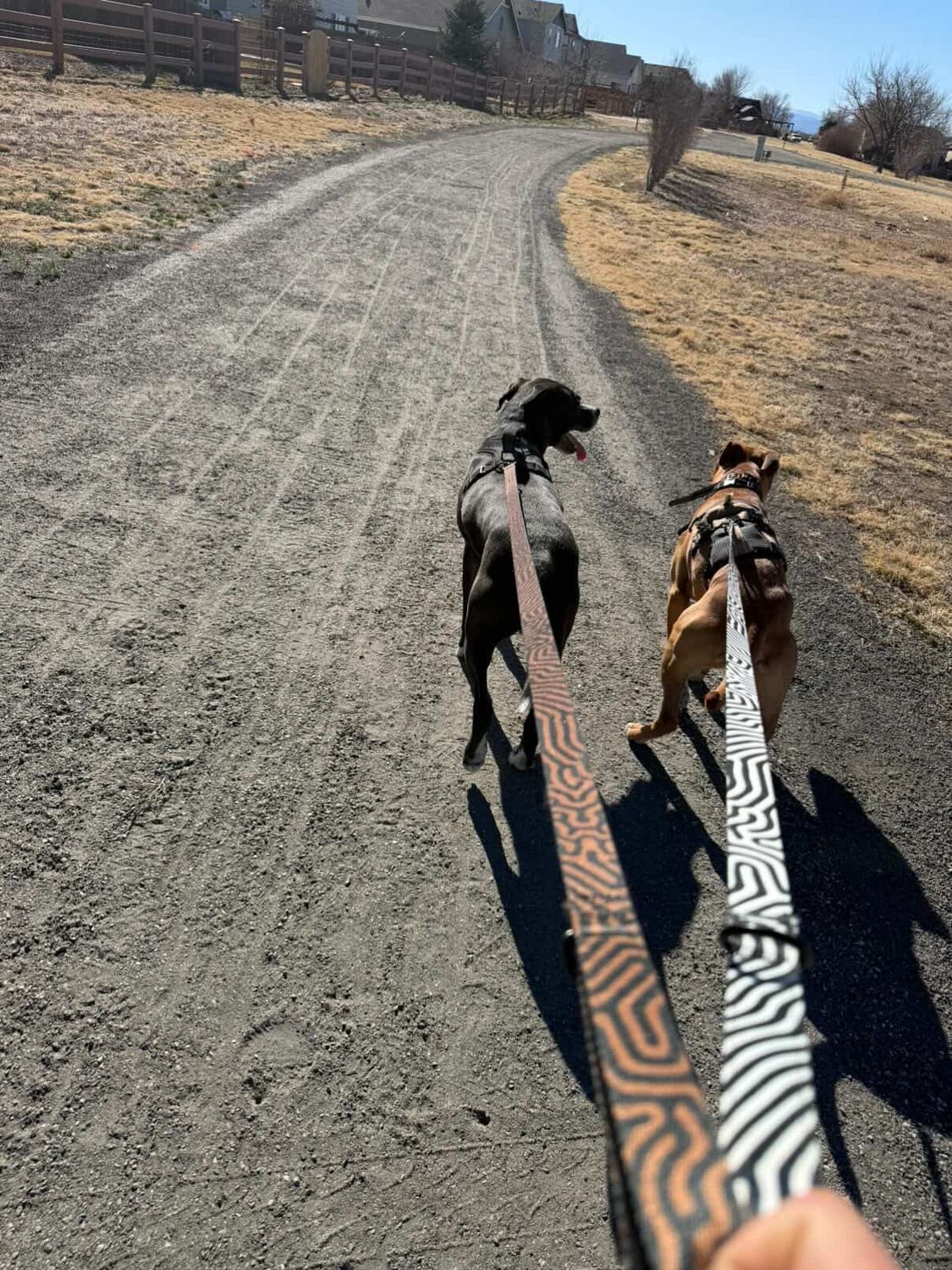 BW DATAGRAMA Pet Leash &amp; Collar Set