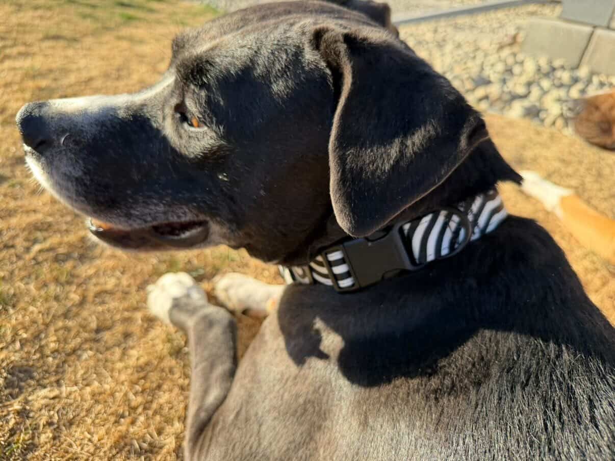 BW DATAGRAMA Pet Leash &amp; Collar Set