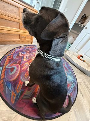 BW DATAGRAMA Pet Leash &amp; Collar Set