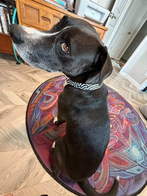 BW DATAGRAMA Pet Leash &amp; Collar Set