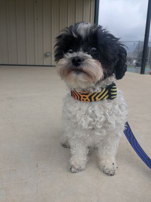 HOLO DATAGRAMA Pet collar &amp; leash set