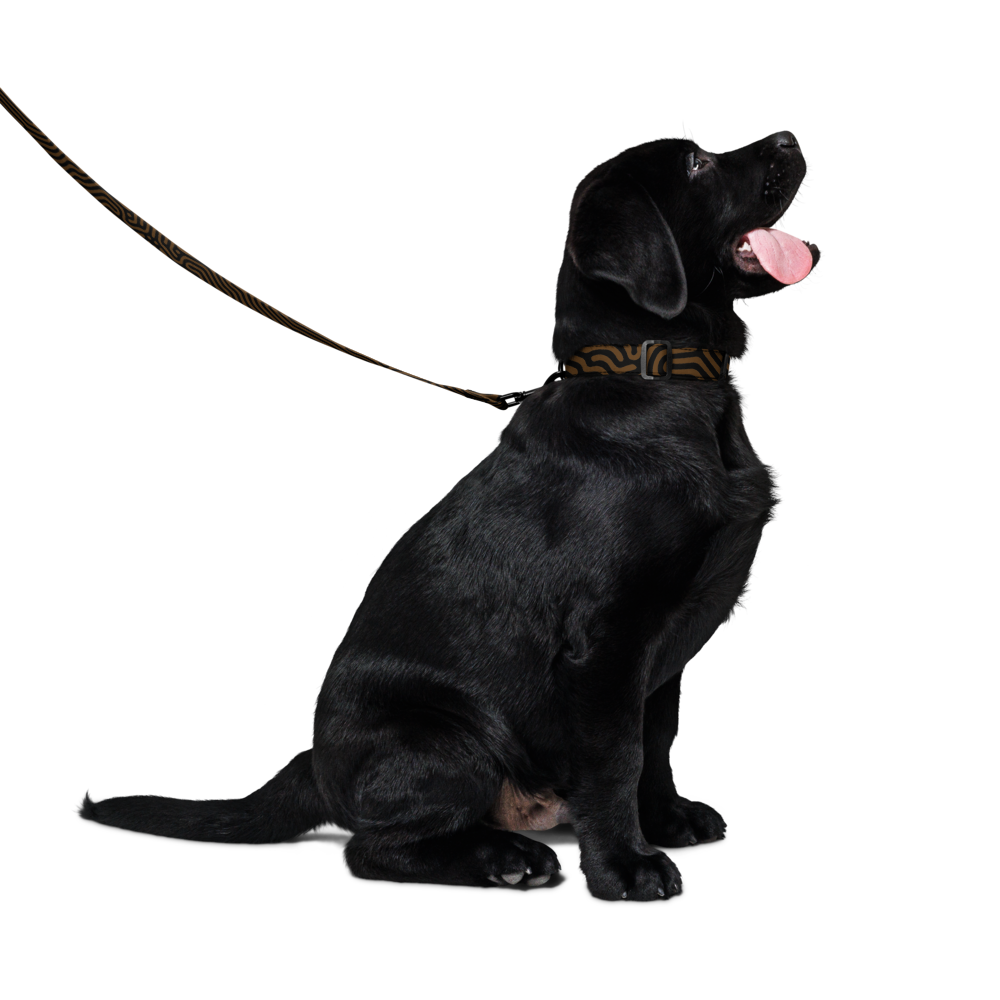 TERRA DATAGRAMA Pet collar &amp; leash set