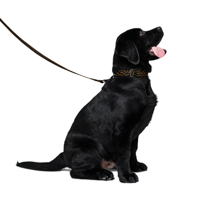 TERRA DATAGRAMA Pet collar & leash set